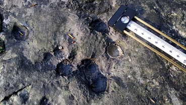 Lecher antenna at HolyWell Sligo